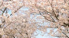 Dolly shot of Sakura,Cherry Blossom in Japan