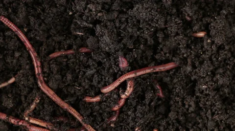 Groups Of Earthworm African Night Crawler On The Ground Stock