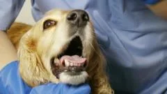 Dog Getting Eye Checkup