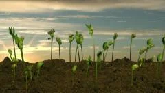 Time-lapse of growing soybeans at sunrise 