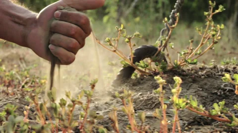 0117 Farmer's hand Video stock 30669366