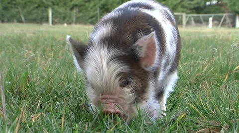0117-kunekune1 Video stock 11140709