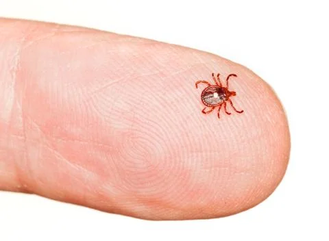close  up  of  lone  star  or  seed  tick  in  macro  on  a  male  finger  isolated  on  white xkwx amblyomma  americanum,  bite,  black,  bloodsucker,  bloodsucking,  body,  bug,  close,  close  up,  closeup,  crawling,  danger,  dangerous,  detail,  disease  carrier,  enlarged,  fauna,  finger,  horizontal,  insect,  isolate,  isolated,  lime  disease,  little,  lone,  lone  star,  lyme,  lyme  disease,  macro,  mark,  marking,  minute,  mite,  parasite,  pest,  red,  seed  tick,  skin,  small,  star,  tick,  ticks,  tiny
