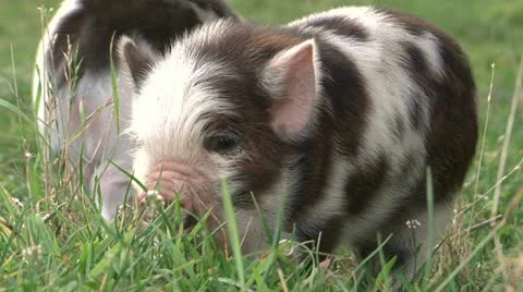 0118-kunekune2 Vidéo 11143036