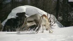 stunning reindeer fight first part