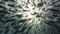Large school of fish swim out of sun
