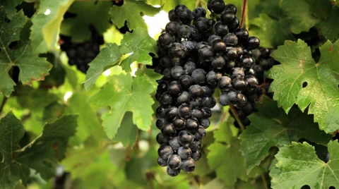 0119 Black grape in a vineyard Video stock 31070517