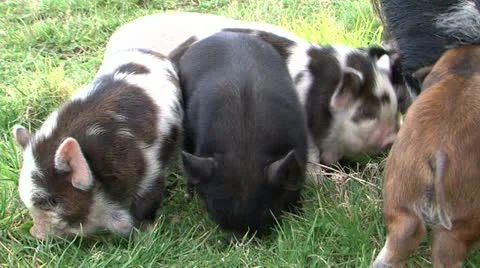 0119-kunekune3 Stock-Footage 11143251