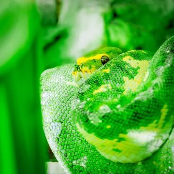 01194 - GREEN YELLOW PYTHON SNAKE CURLED UP ON A TREE BRUNCH.jpg Green yel... Stock-Fotos