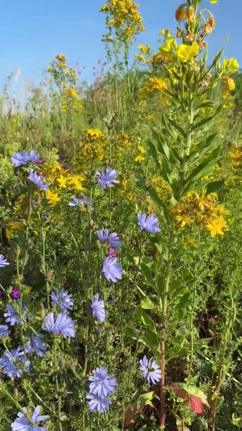 012 Blushing Summer Field Video stock 325987432