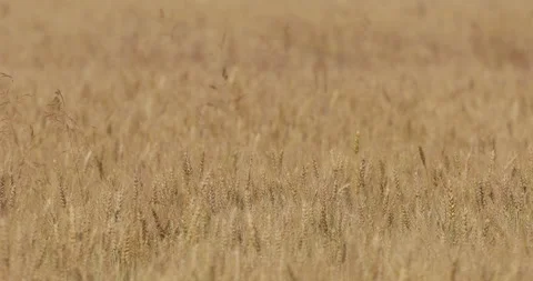012 field shot 18 Vidéo 136143058