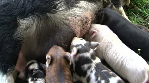 0120-kunekune4 Stock-Footage 11143424