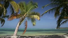 Palm on caribbean beach