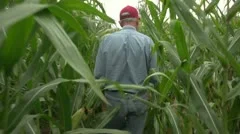 Corn farmer walking through his field away from camera