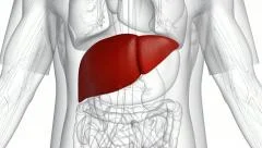 A body which is transparent apart from the liver.
