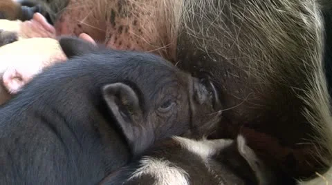0121-kunekune5 Vidéo 11143621