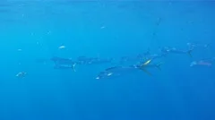 Dolphin School Underwater: Mahi Mahi, Dorado