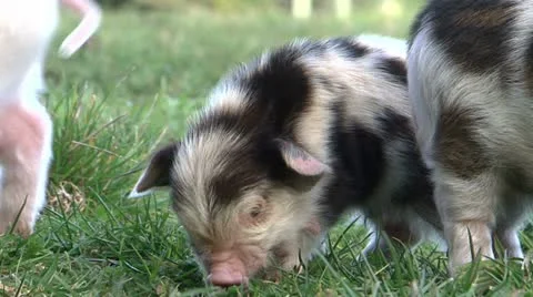 0123-kunekune7 Video stock 11144814