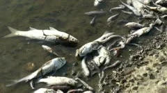 Dead Fish Carcass
