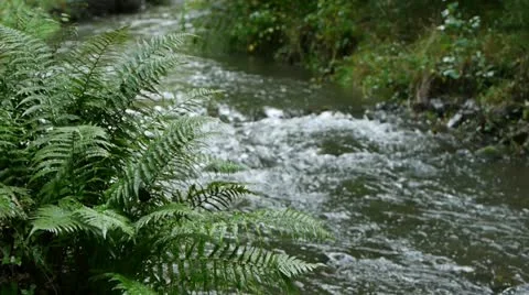 0124-dogstream-ferns1 Vidéo 11978337