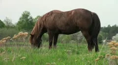 Old big horse grazing in a meadow