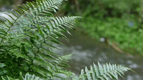 0125-dogstream-ferns2 Stock-Footage 11979267