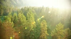 Aerial Shot: Flight over beautiful forest in sunny day.