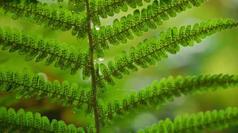 0126-dogstream-ferns3 Stock-Footage 11980239
