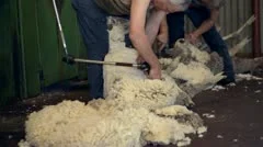 Shearers shearing sheep on an Australian farm