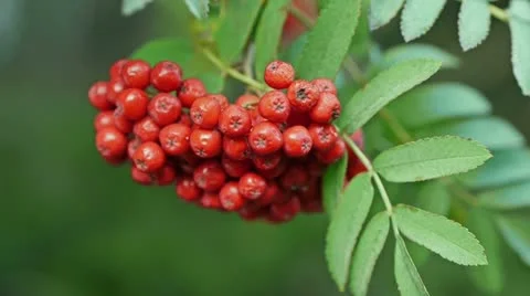 0127-dogstream-berries Stock-Footage 10909891