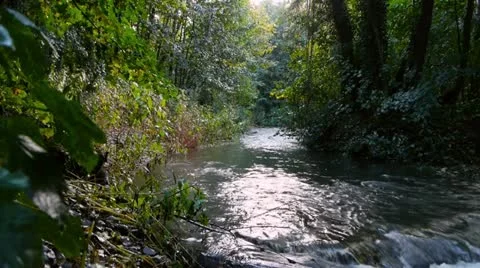 0128-dogstream-river Vidéo 10910251