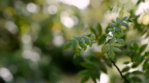 0129-dogstream-leaf Vidéo 11982325