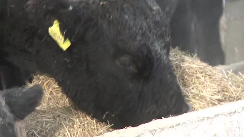 012Angus cows eat feed from troughs on an open farm in winter. Stock Footage 164786751