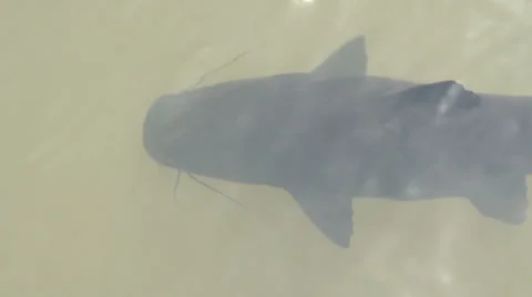 013 Big catfish swimming by Stock Footage 35139052