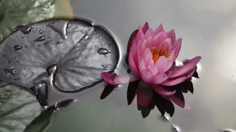 013 Stock Footage 948644