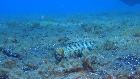 0130 - Snowflake moray eel free swimming Stock Footage 72688197
