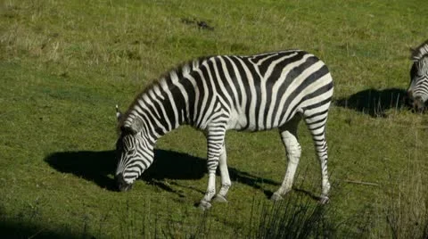 0130-zebra2 Video stock 11984106