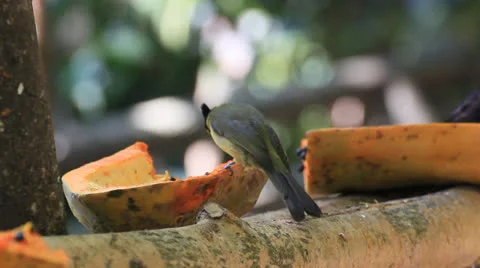 013013Bird2162 Stock Footage 22651235