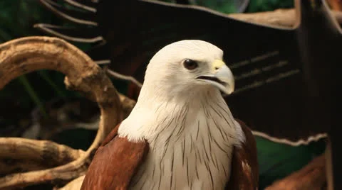 013013Hawk2127 Stock Footage 22653119