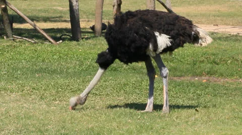 013013ostrich2104 Stock Footage 22653032