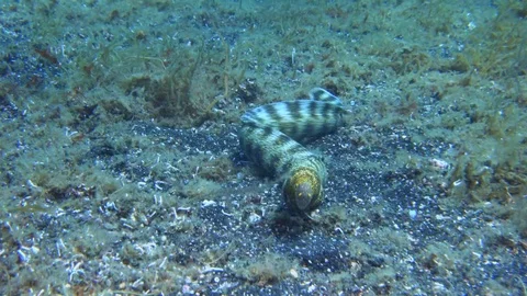 0131 - Snowflake moray eel free swimming Stock Footage 72688468