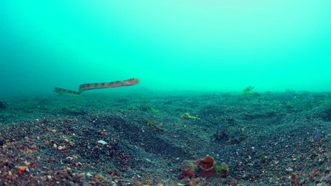 0132 - Snake eel blenny free swimming and going into hideout Stock Footage 72690706