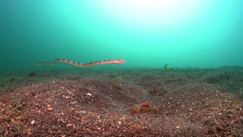 0133 - Snake eel blenny free swimming and going into hideout Stock Footage 72690830