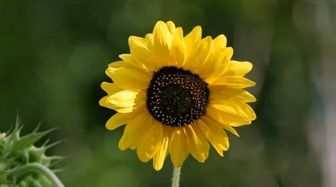 0138 Girasol HD25 Stock Footage 8766474