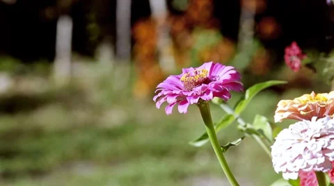 0139 Crisantemo HD25 Video stock 8766990