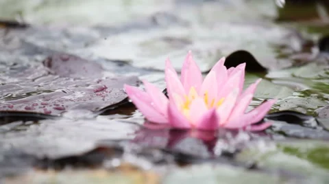 014 Stock Footage 948674