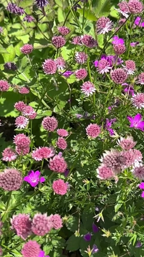 014 Soft Pink Peace Video stock 325987434