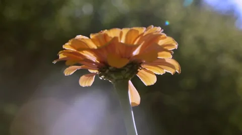 0140 Crisantemo HD25 Video stock 8770552