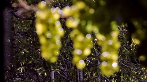 0141 Parra HD25 Stock Footage 8775042