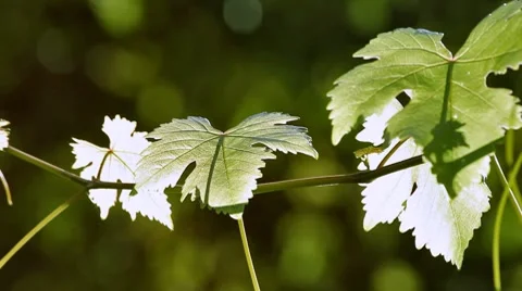 0142 Parra HD25 Stock Footage 8775619